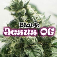 Black Jesus OG Feminised Cannabis Seeds | Dr Underground