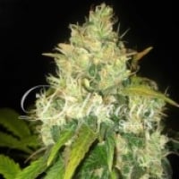 Black Russian Feminised Cannabis Seeds | Delicious Seeds
