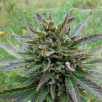 Kickass Auto Feminised Cannabis Seeds | Kannabia