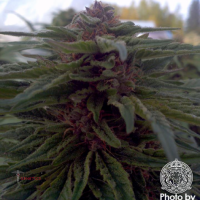 Blue Afi Regular Cannabis Seeds | Apothecary Genetics Seeds