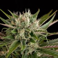 Blue Cheese Feminised Cannabis Seeds | Dinafem Seeds