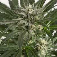 Blue Critical Auto Feminised Cannabis Seeds | Dinafem Seeds