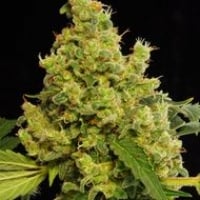 Blue Hash Feminised Cannabis Seeds | Dinafem Seeds