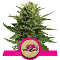 Blue Mistic Feminised Cannabis Seeds | Royal Queen Seeds