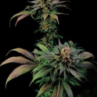 Blue Widow Feminised Cannabis Seeds |  Dinafem Seeds