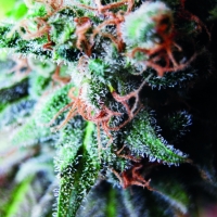 Blueberry Feminised Cannabis Seeds | Seedsman