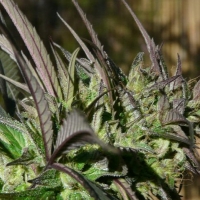 Brainstorm Haze Regular Cannabis Seeds | Delta 9 Labs