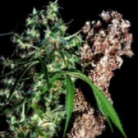 Brainstorm Haze x G13 Regular Cannabis Seeds | Delta 9 Labs