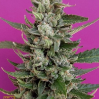 Strawberry Cream Feminised Cannabis Seeds | Breaking Buds Seeds