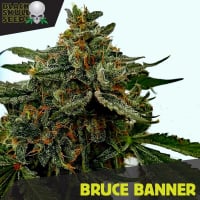 Bruce Banner Feminised Cannabis Seeds | Black Skull Seeds