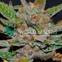 Bubba Haze Regular Cannabis Seeds