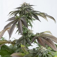 Bubba Kush CBD Feminised Cannabis Seeds | Dinafem Seeds