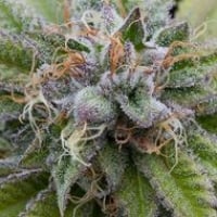 Bubba Kush Feminised Cannabis Seeds | Dinafem Seeds