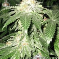 Bubba Berry Regular Cannabis Seeds | Apothecary Genetics Seeds