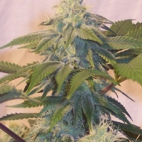 Bubba's Widow Regular Cannabis Seeds | Hazeman Seeds