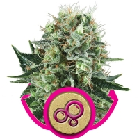 Bubble Kush Feminised Cannabis Seeds | Royal Queen Seeds