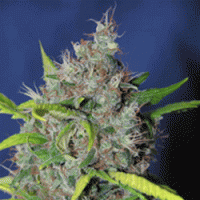 Blueberry Bud Regular Cannabis Seeds | Sagarmatha Seeds