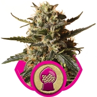 Bubblegum XL Feminised Cannabis Seeds | Royal Queen Seeds