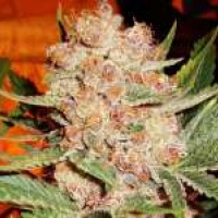  Bubblelicious Regular Cannabis Seeds | Nirvana 