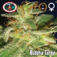 Big Buddha Seeds Buddha Tahoe Feminised Cannabis Seeds