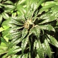 Bubblegum Kush Feminised Cannabis Seeds | Bulldog Seeds