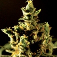 The Bulldog Haze Feminised Cannabis Seeds | Bulldog Seeds