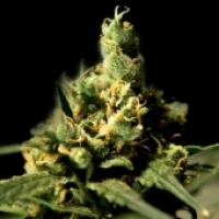 Citral Skunk Feminised Cannabis Seeds | Bulldog Seeds
