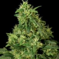 Northern Light Feminised Cannabis Seeds | Bulldog Seeds