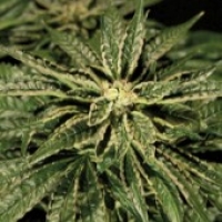 Bulldog Seeds OZ Kush Cannabis Seeds