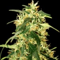 Silverstar Haze Feminised Cannabis Seeds | Bulldog Seeds