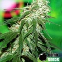Bomb Seeds Buzz Bomb  Feminised Cannabis Seeds For Sale