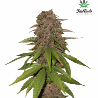 C4-matic Auto Feminised Cannabis Seeds | Fast Buds