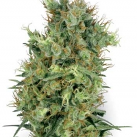 California Orange Bud Regular Cannabis Seeds | White Label Seed Company