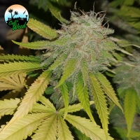 Gushers Feminised Cannabis Seeds - Cali Weed