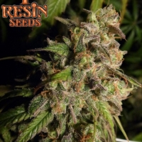 Cannatonic Regular Cannabis Seeds | Resin Seeds