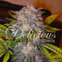   Caramelo Feminised Cannabis Seeds | Delicious Seeds