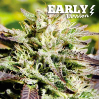 Caramelo Early Version Feminised Cannabis Seeds | Delicious Seeds
