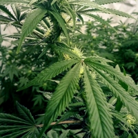 Gage Green Caregive Cannabis Seeds