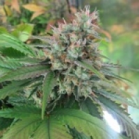CBD God Regular Cannabis Seeds | BC Bud Depot