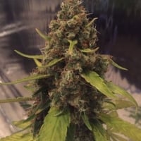 3D Regular Cannabis Seeds