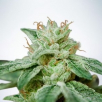 CBD Star Feminised Cannabis Seeds | Ministry of Cannabis