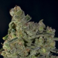 Auto Diesel Feminised Cannabis Seeds |  CBD Seeds Auto Flowering Line