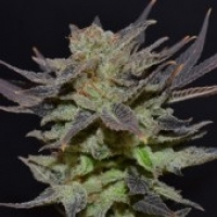 Auto Lavender Feminised Cannabis Seeds | CBD Seeds Auto Flowering Line