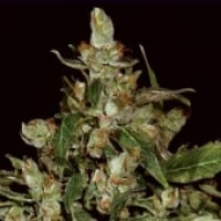 Auto Widow Feminised Cannabis Seeds | CBD Seeds Auto Flowering Line