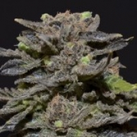 Magma Feminised Cannabis Seeds |  CBD Seeds Medical Line