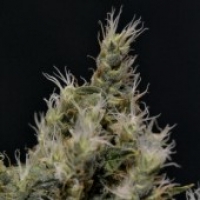 Vanilla Haze Feminised Cannabis Seed | CBD Seeds Medical Line