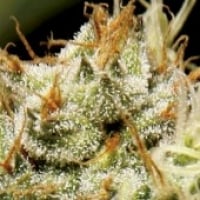 Yumbolt Feminised Cannabis Seeds | CBD Seeds Classic Line