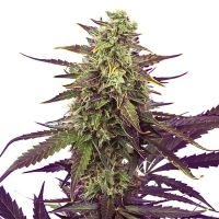 Cereal Milk Feminised Cannabis Seeds | Royal Queen Seeds