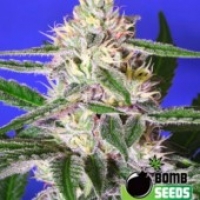 Bomb Seeds Cheese Bomb Feminised Cannabis Seeds For Sale