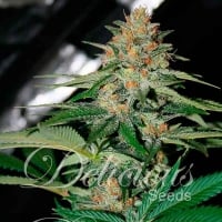 Delicious Candy (Formerly Cheese Candy) Regular Cannabis Seeds | Delicious Seeds